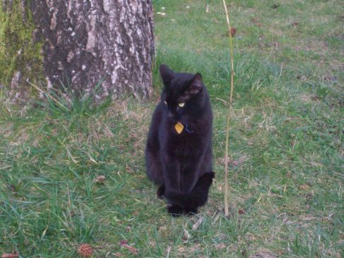 Picture of a cat / kitten / feline