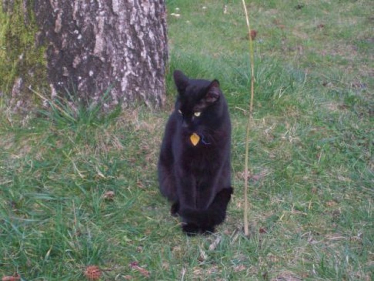 Picture of a cat / kitten / feline