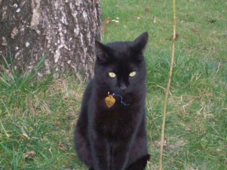 Picture of a cat / kitten / feline