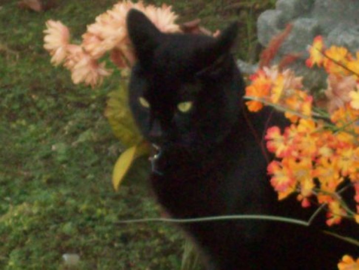 Picture of a cat / kitten / feline