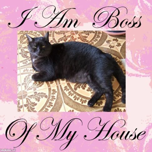 Picture of a cat / kitten / feline