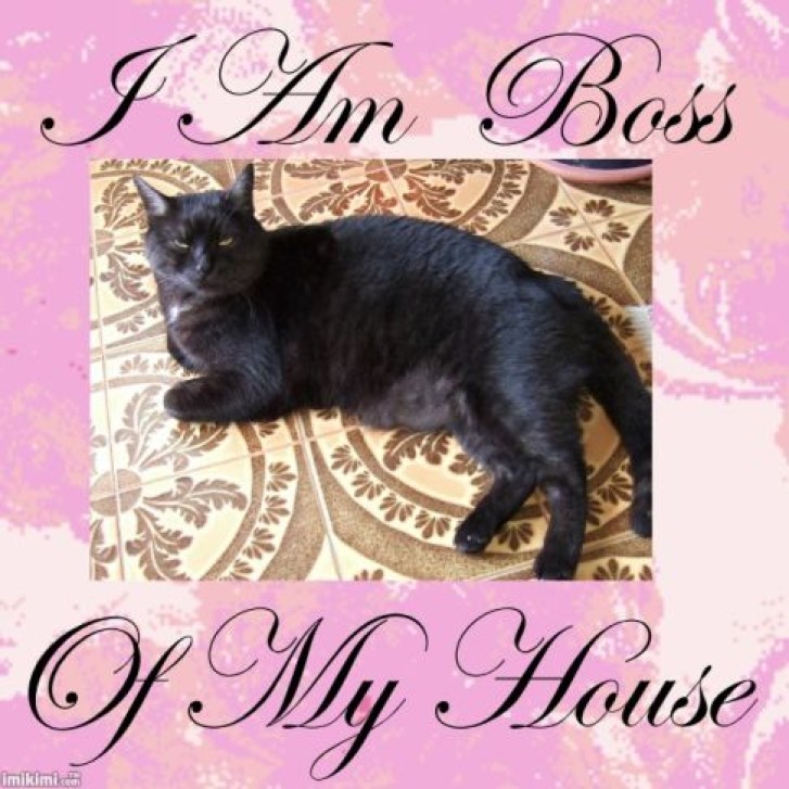 Picture of a cat / kitten / feline