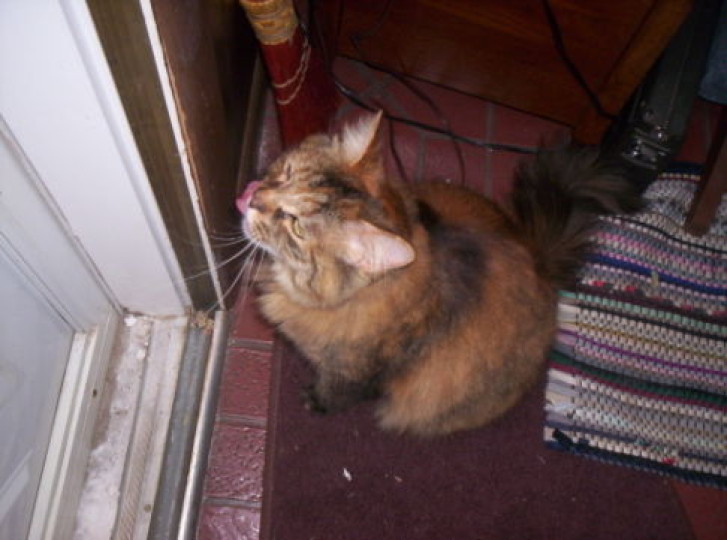 Picture of a cat / kitten / feline