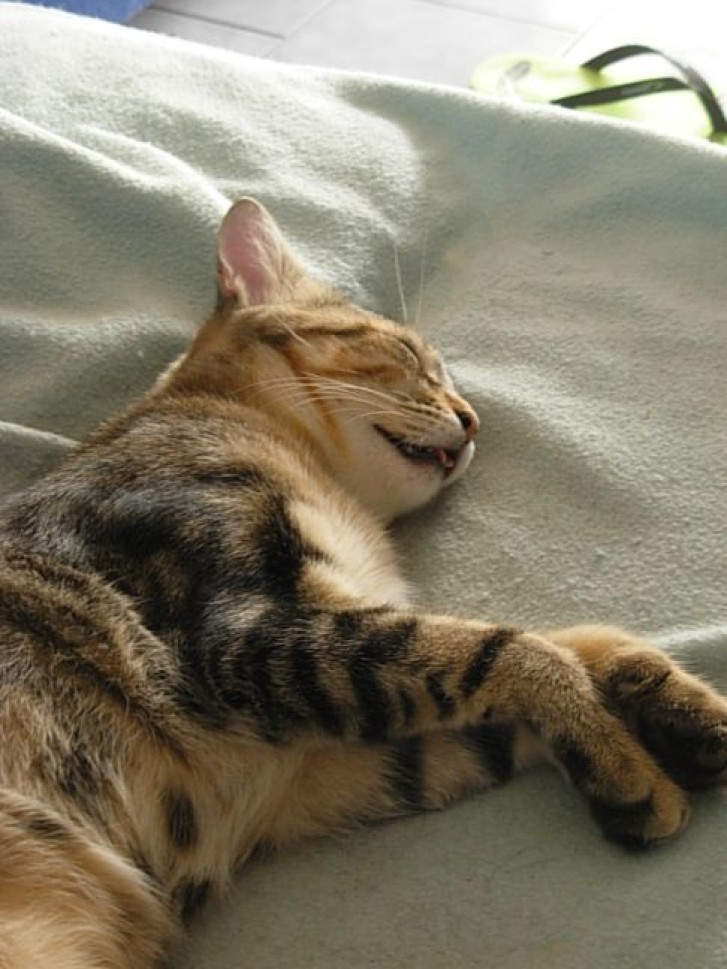 Picture of a cat / kitten / feline