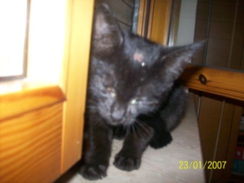 Picture of a cat / kitten / feline