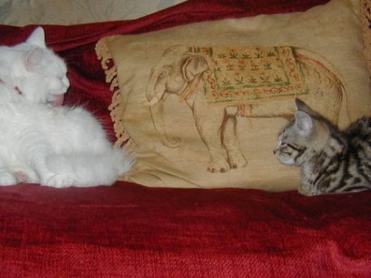 Picture of a cat / kitten / feline