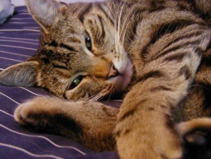 Picture of a cat / kitten / feline