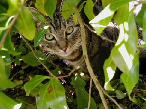 Picture of a cat / kitten / feline