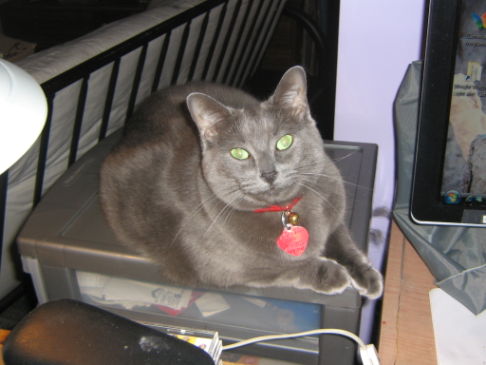 Picture of a cat / kitten / feline