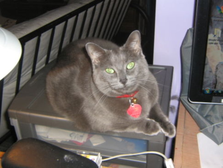 Picture of a cat / kitten / feline