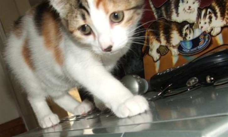 Picture of a cat / kitten / feline