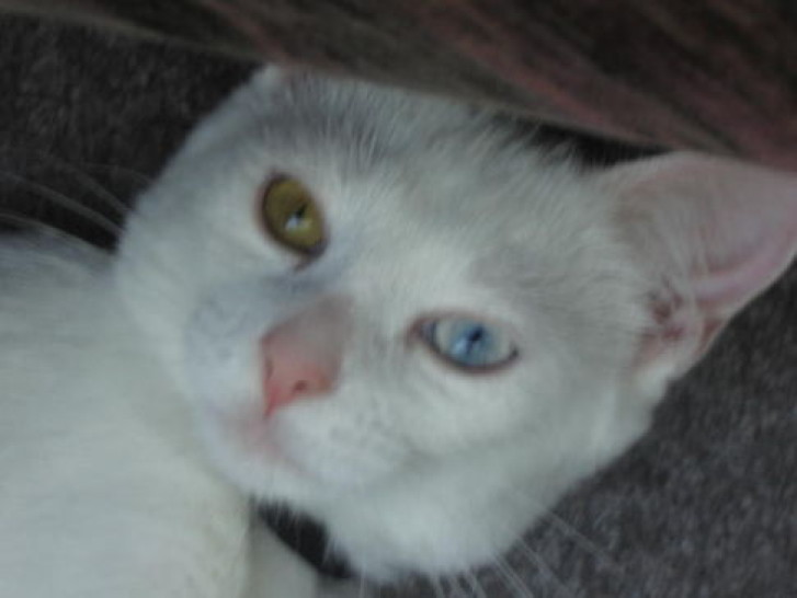 Picture of a cat / kitten / feline