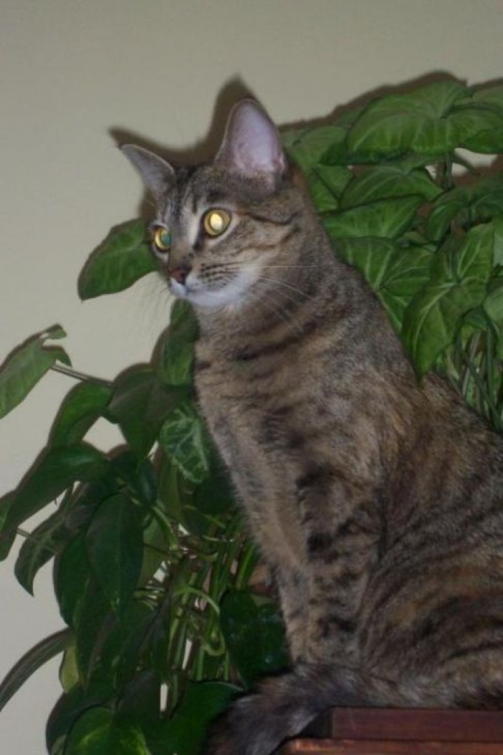 Picture of a cat / kitten / feline