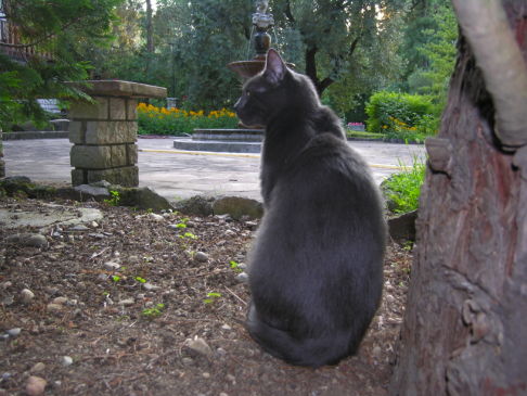 Picture of a cat / kitten / feline