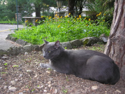 Picture of a cat / kitten / feline