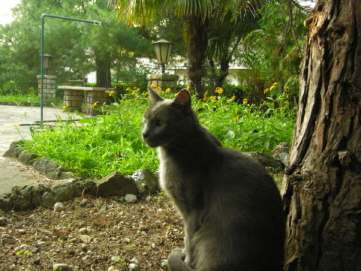 Picture of a cat / kitten / feline