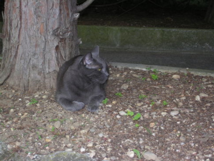 Picture of a cat / kitten / feline