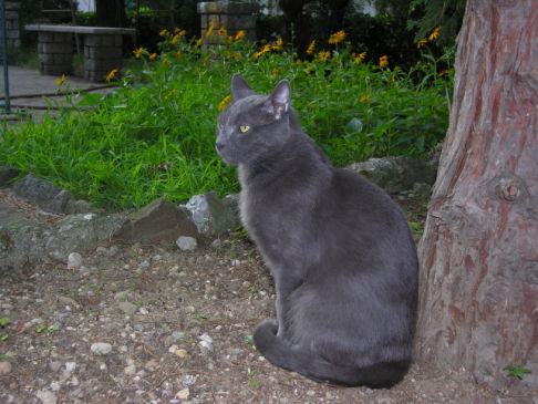 Picture of a cat / kitten / feline