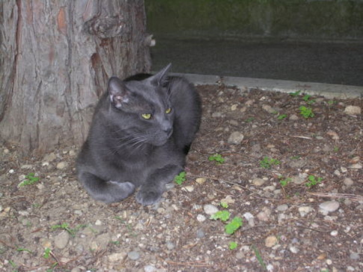 Picture of a cat / kitten / feline