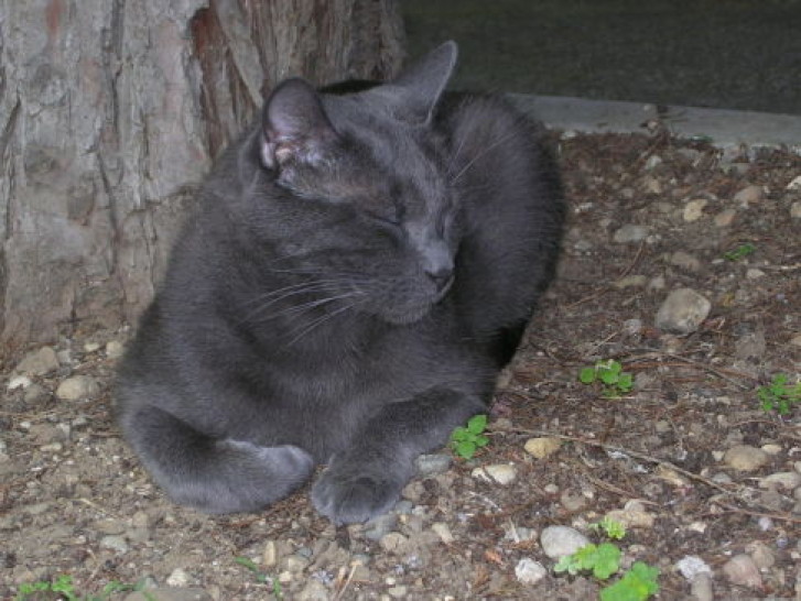 Picture of a cat / kitten / feline