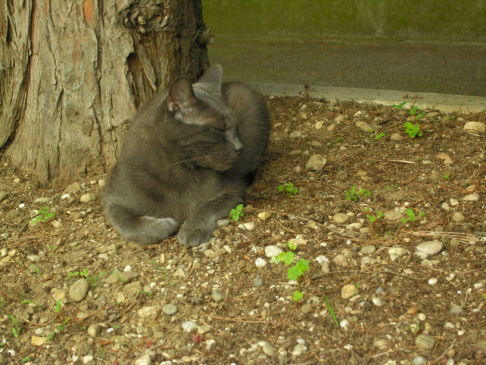 Picture of a cat / kitten / feline