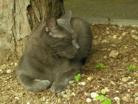 Picture of a cat / kitten / feline