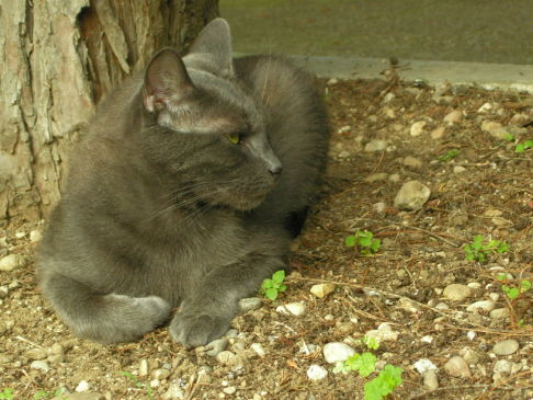 Picture of a cat / kitten / feline