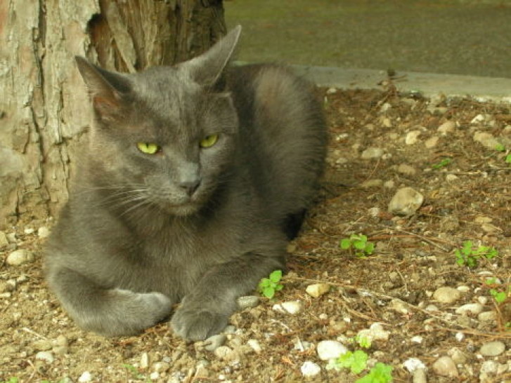 Picture of a cat / kitten / feline