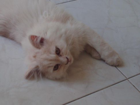 Picture of a cat / kitten / feline