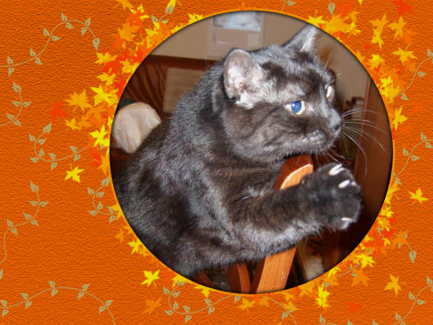 Picture of a cat / kitten / feline