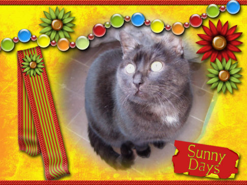 Picture of a cat / kitten / feline