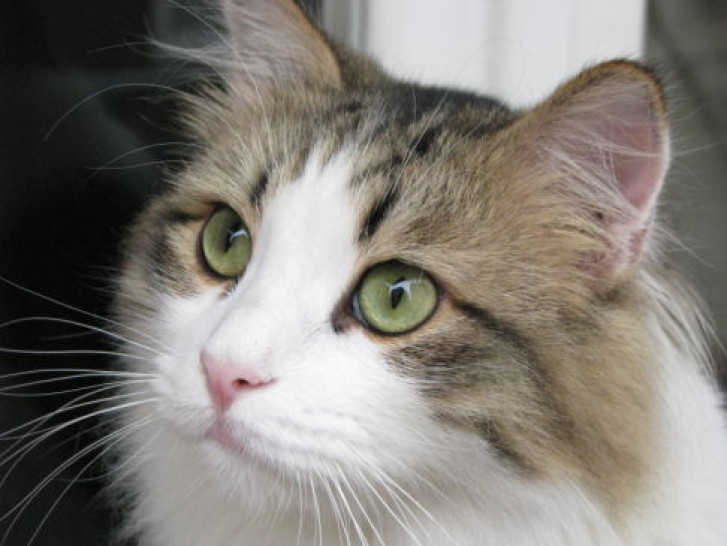 Picture of a cat / kitten / feline