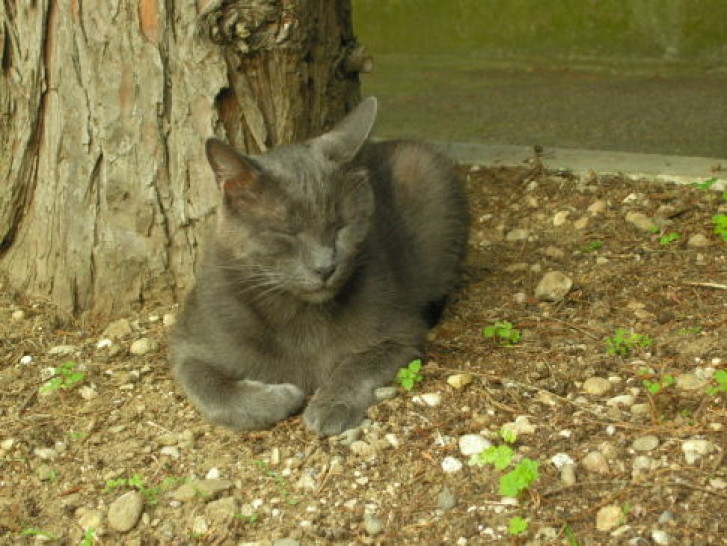 Picture of a cat / kitten / feline