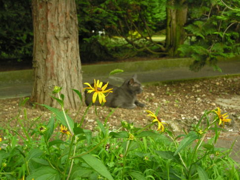 Picture of a cat / kitten / feline