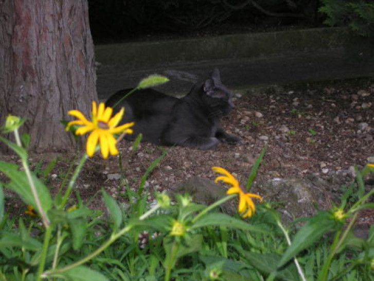 Picture of a cat / kitten / feline