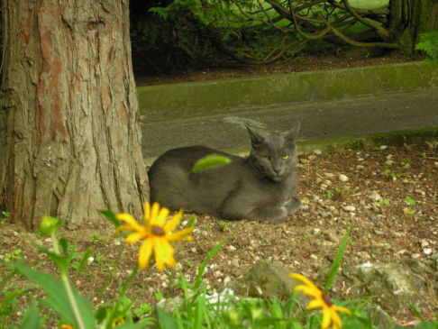 Picture of a cat / kitten / feline