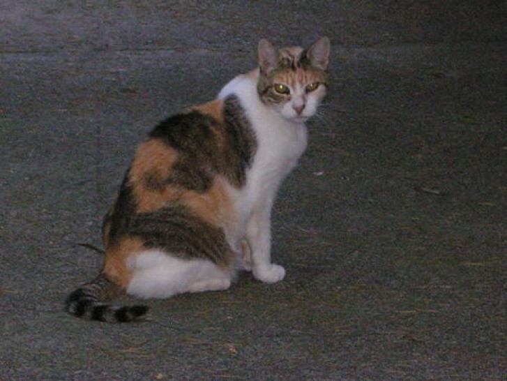 Picture of a cat / kitten / feline