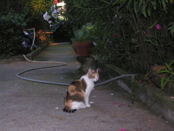 Picture of a cat / kitten / feline