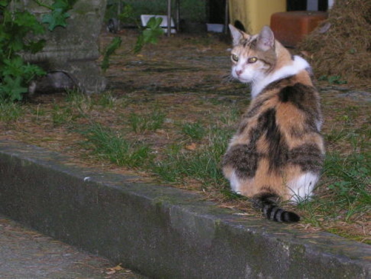 Picture of a cat / kitten / feline