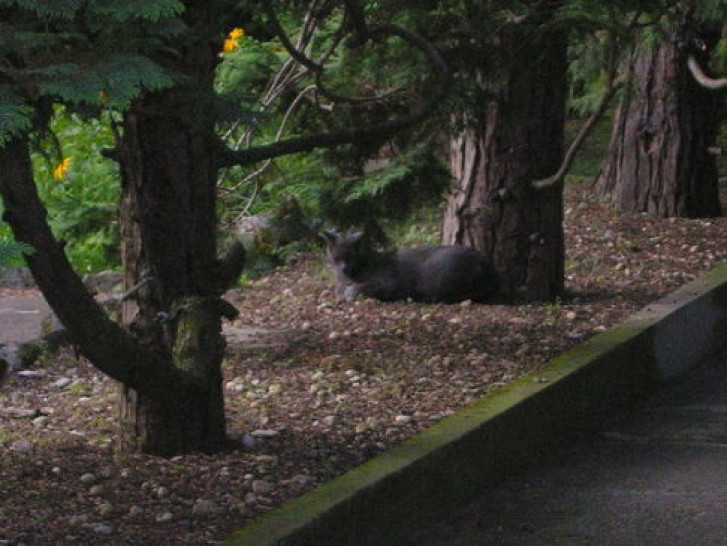 Picture of a cat / kitten / feline