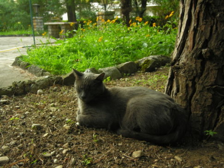 Picture of a cat / kitten / feline