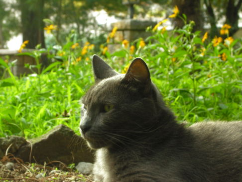 Picture of a cat / kitten / feline