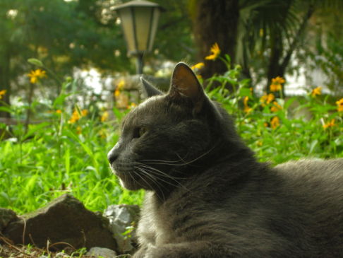 Picture of a cat / kitten / feline