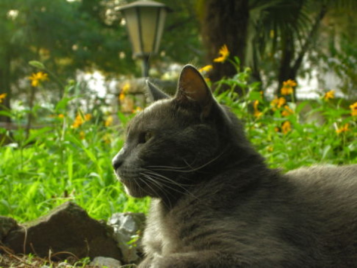 Picture of a cat / kitten / feline