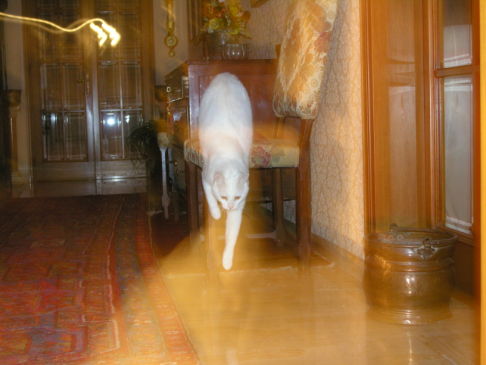 Picture of a cat / kitten / feline