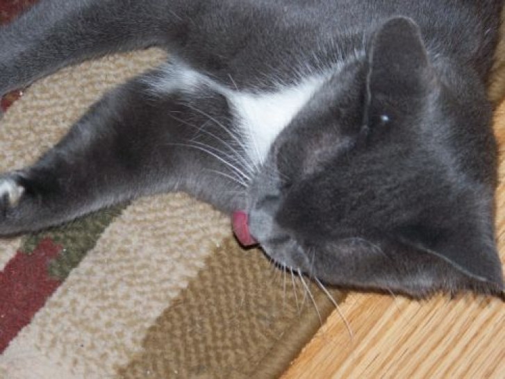 Picture of a cat / kitten / feline