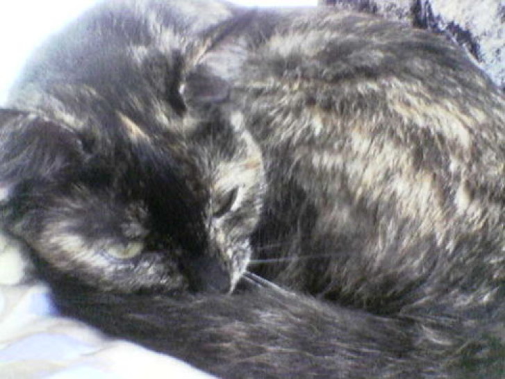 Picture of a cat / kitten / feline