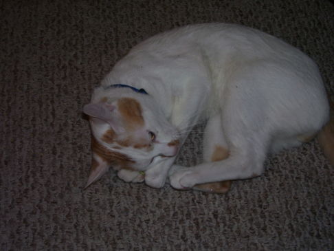 Picture of a cat / kitten / feline