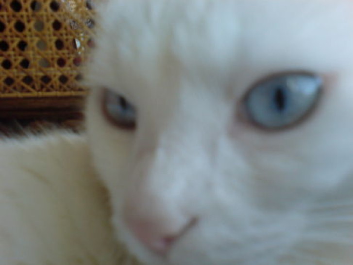 Picture of a cat / kitten / feline