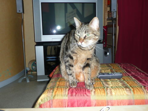 Picture of a cat / kitten / feline